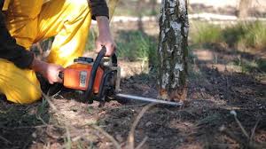 Best Storm Damage Tree Cleanup  in Coon Rapids, IA