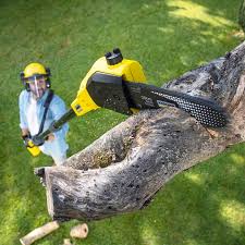 Best Emergency Tree Removal  in Coon Rapids, IA