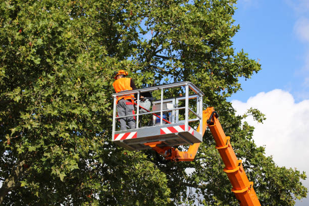 Best Tree Health Inspection  in Coon Rapids, IA