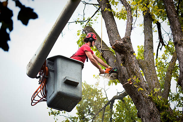 Trusted Coon Rapids, IA Tree Services Experts