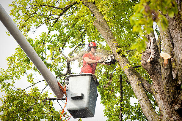 Best Arborist Consultation Services  in Coon Rapids, IA